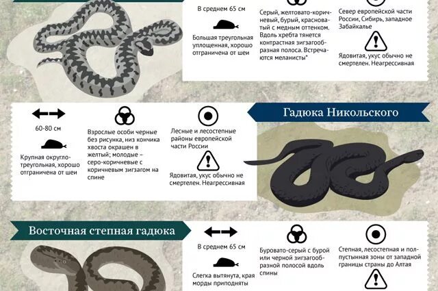 Профилактика змеиных укусов. Статистика смертей от укусов гадюки. Первая помощь пр. Классификация гадюки обыкновенной. Список ядовитых змей.