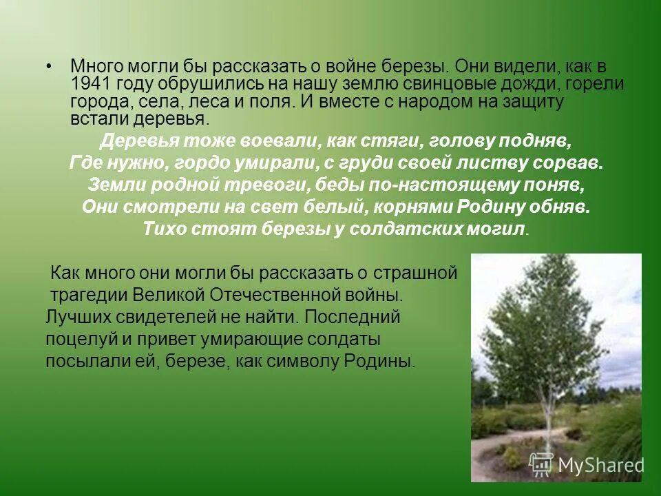 Стихотворение васильева белая береза. Береза стих о войне. Белая берёза стих про войну. Стихотворение я помню ранило березу осколком. Автор стихотворения береза я помню ранило березу.