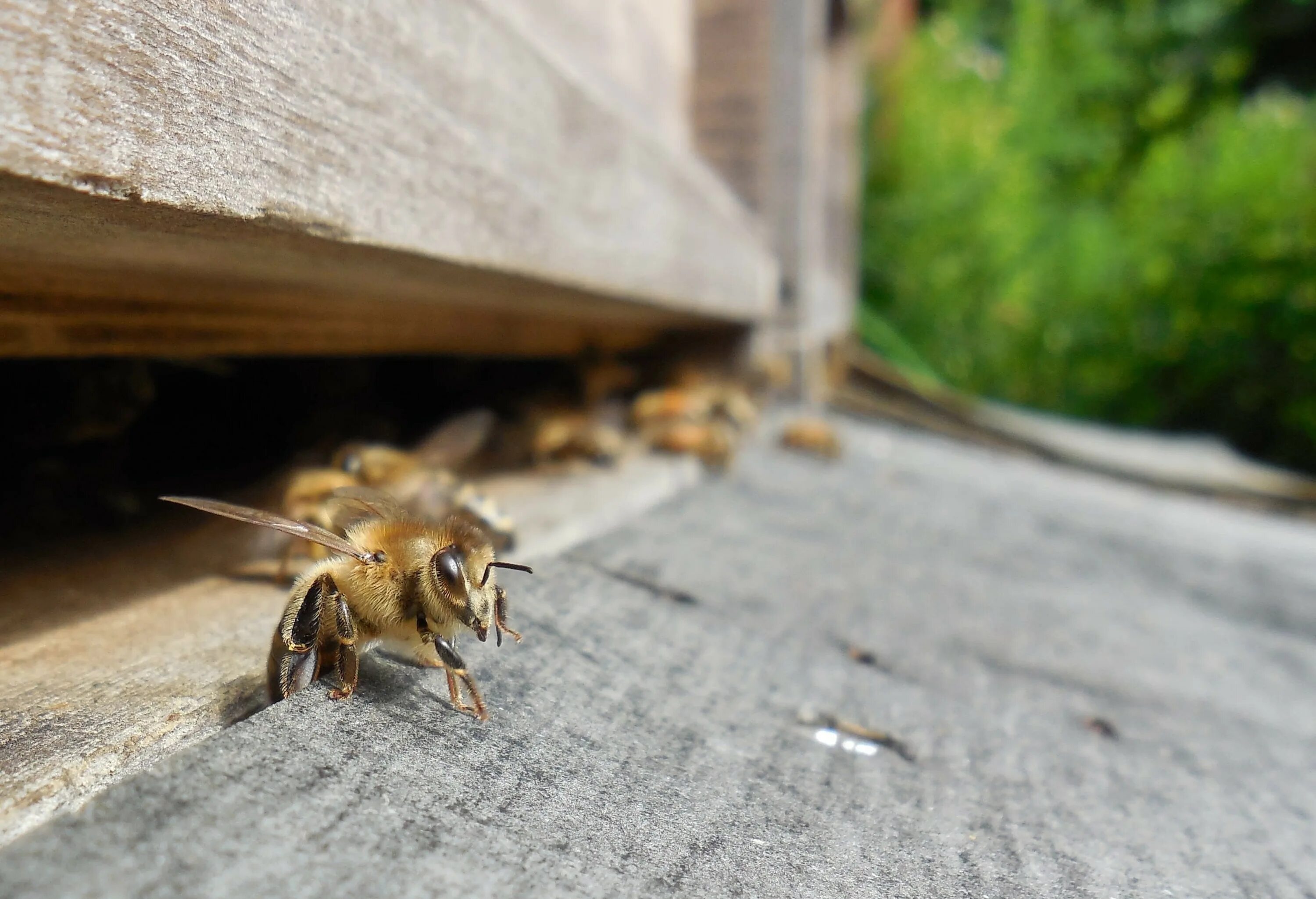 Что такое леток. Улей для пчел. Сторожевые пчелы. Пчелы в улье. Пчелы около улья.