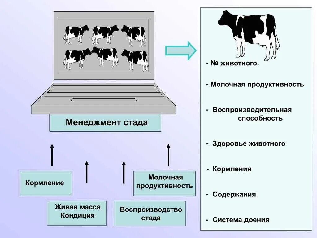 Продуктивность сельскохозяйственных животных. Продуктивность скотоводства это. Повышение продуктивности коров. Молочная продуктивность коров. Что значит сх