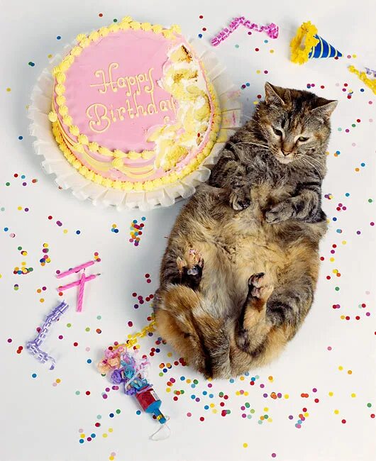 поздравления с днём рождения с кошками. с днём рождения с котиками. коты празднуют день рождения. с днем рождения кошечка. открытка с днём рождения с котятами.