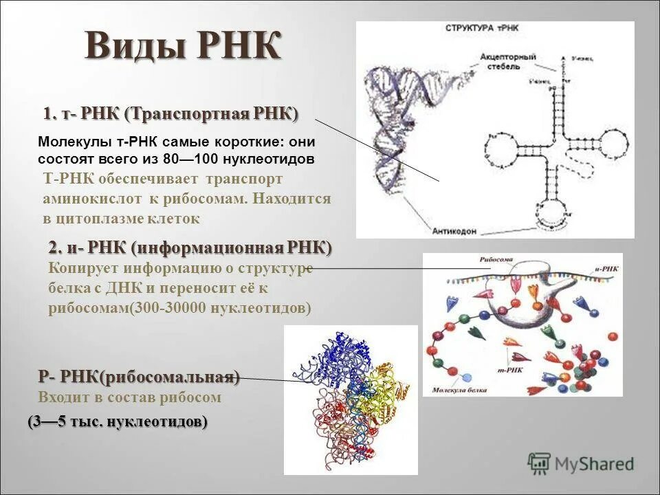 Где находится рнк. РНК. Типы РНК. Форма РНК. Виды ТРНК.