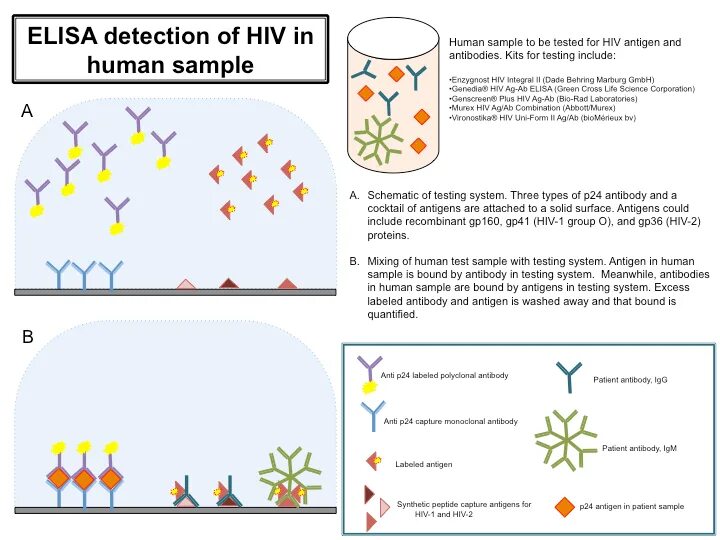 Иммуноферментный анализ тест. Elisa тест. Elisa HIV. Elisa метод. Test Elisa on HIV.