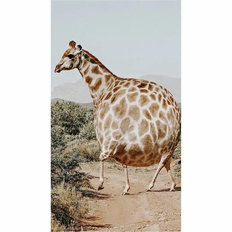 Жирные Жирафы. Надутый Жираф. Толстый Жираф на водопое.