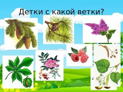 Ответ на вопрос куст