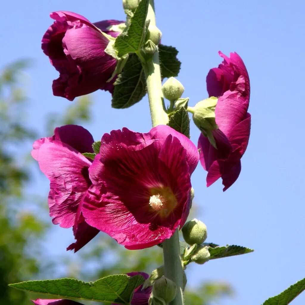 Мальва сорта. Мальва – alcea.