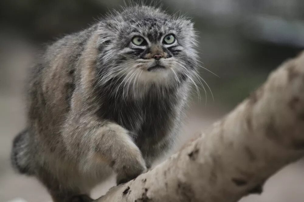 Кот Манул. Манул (палласов кот). Сибирский кот Манул. Сибирская Дикая кошка Манул.