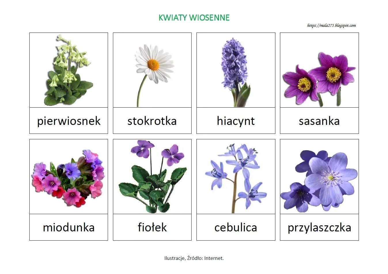 Цветы названия. Названия цветов растений. Весенние цветы названия. Название различных цветов. Цветок лексика