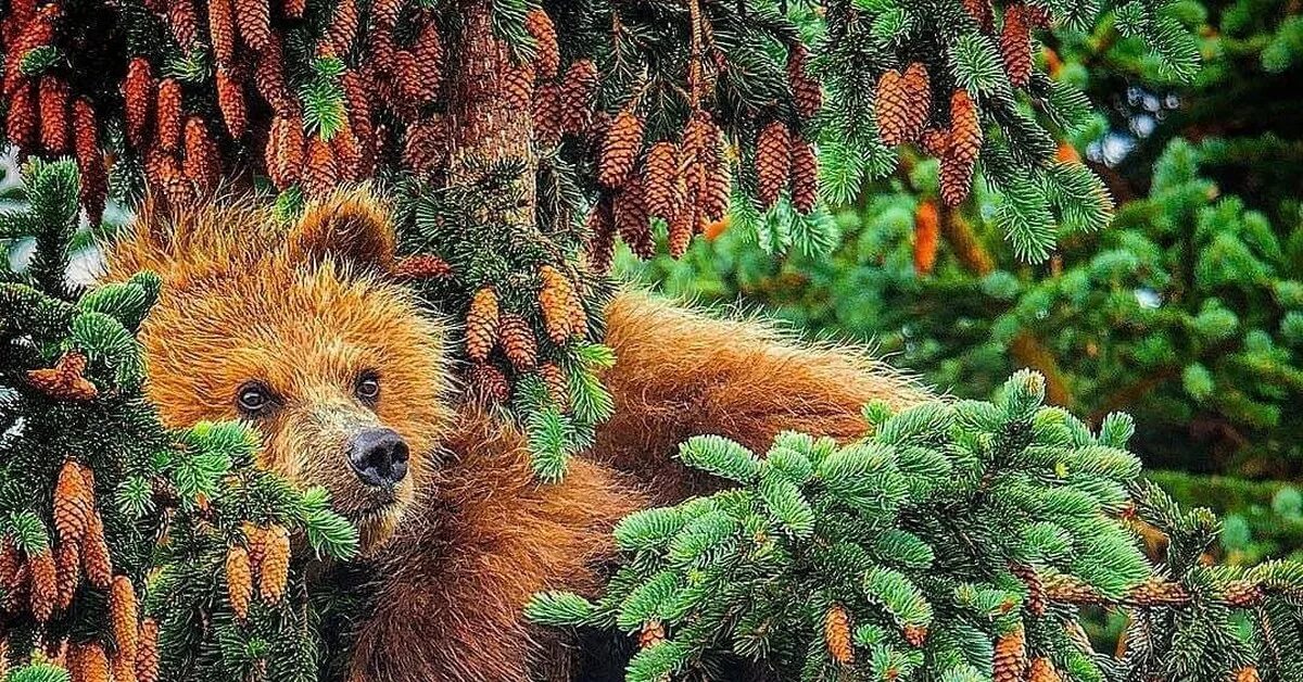 Песни там шишки там медведи. Медведь в лесу. Мишка в лесу. Медведь в еловом лесу. Медвежонок под елочкой.