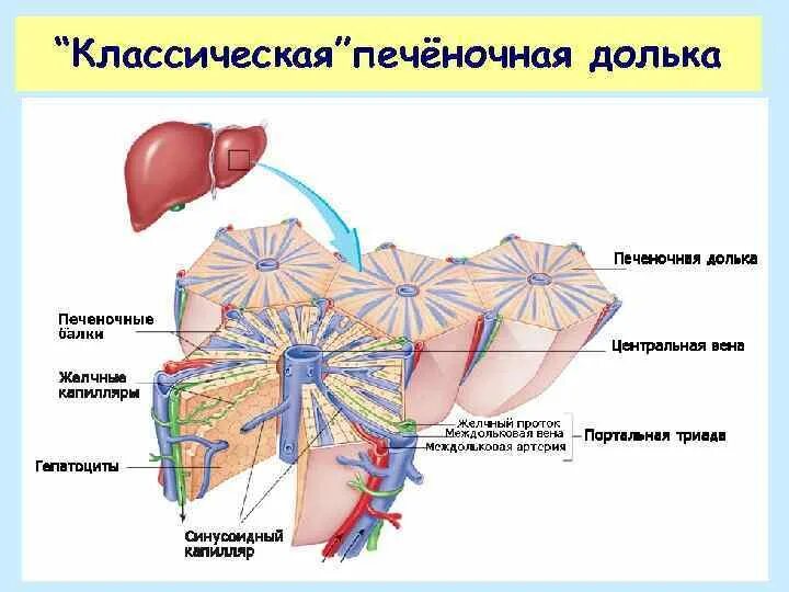 Печень классический. Строение печеночной дольки анатомия. Схема строения дольки печени. Структура печеночной дольки строение. Строение печени и печеночной дольки.