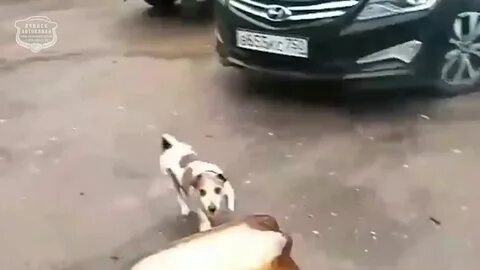Собаку взорвало кегой