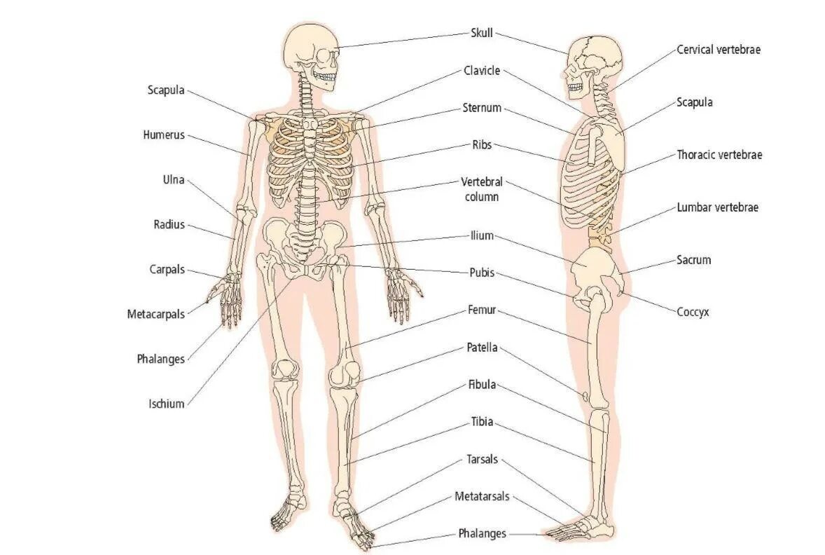 Познание анатомии. Строение костей туловища человека. Органы человека с костями. Скелет тела подростка 12 лет. Скелет туловища на английском.