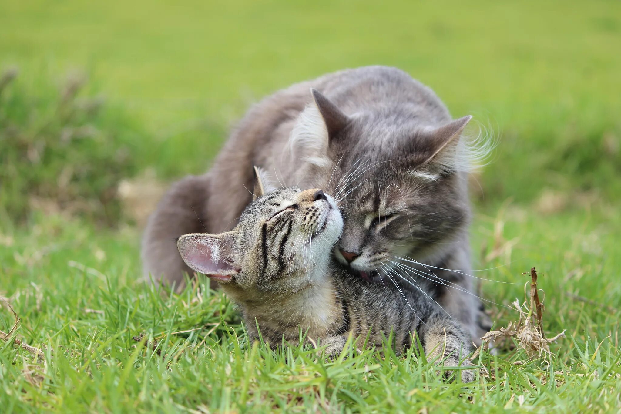 Кошки любовь. Кошка с котятами. Котики обнимаются. Кошка на природе.