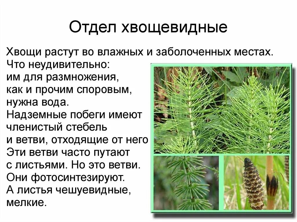 Какое строение имеет хвощ. Хвощи отдел хвощевидные. высшие споровые растения хвощевидные. отдел хвощевидные членистый стебель. характеристика хвоща высшие споровые.
