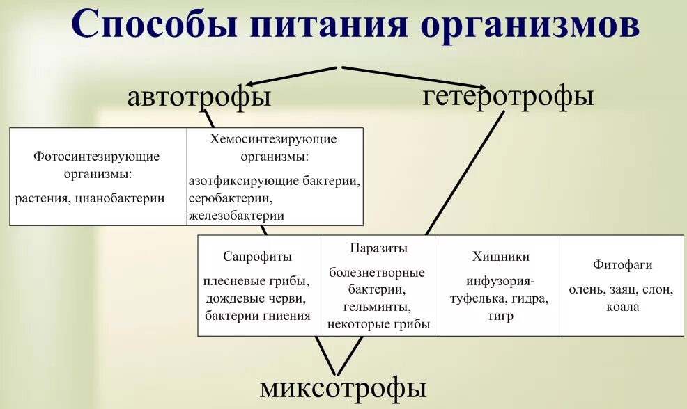 Питание автотрофы гетеротрофы схема. Типы питания живых организмов схема. Автотрофный Тип питания гетеротрофный Тип. Классификация организмов по типу питания автотрофы гетеротрофы.