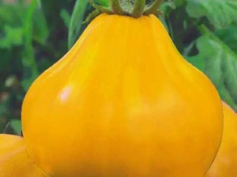 томат японский трюфель золотой. японский трюфель желтый. томат трюфель желтый. томат сорт желтый трюфель. томат японский трюфель желтый.