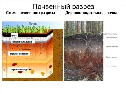 Подзолистые почвы разрез