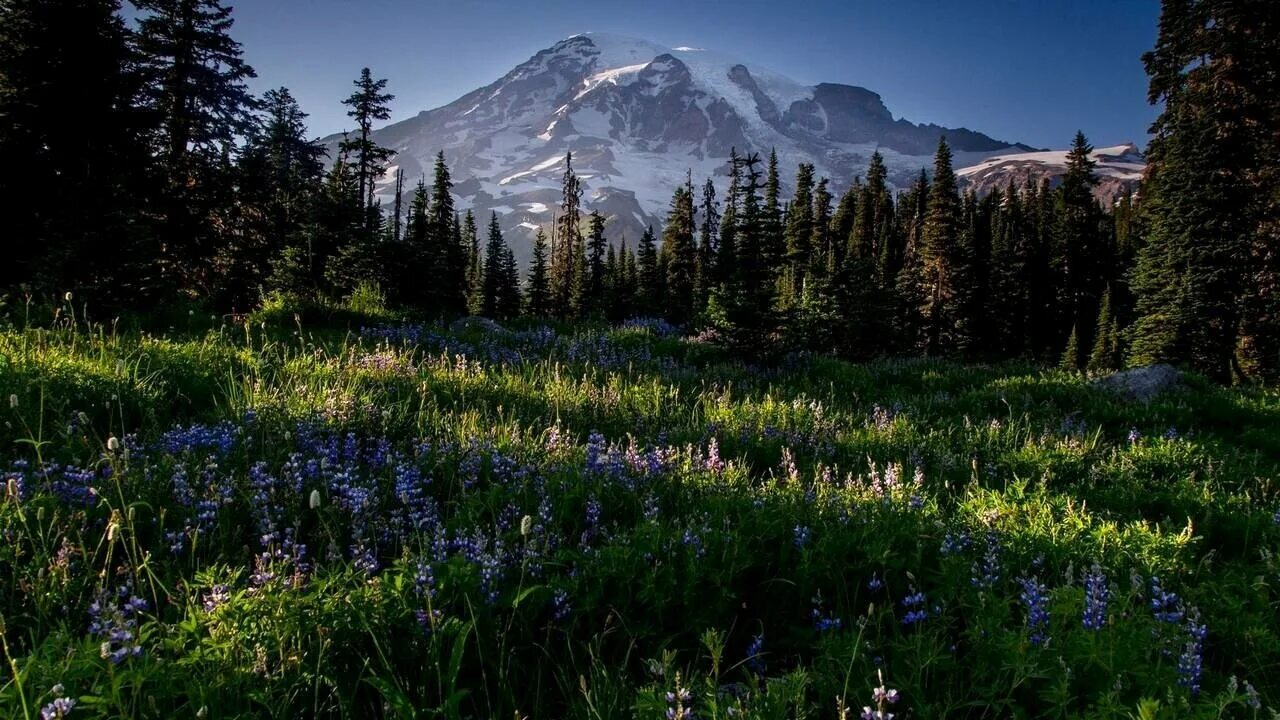 канада альпийские луга. уральские горы луга. горный алтай альпийские луга. лес горы. альпийские луга швейцария клевер.
