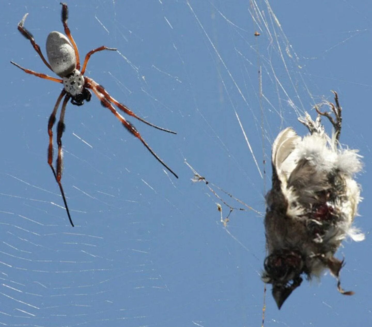 Паук птицеед Нефила. Гигантский паук золотопряд (Nephila). Остров Айтолико с пауками. Птицеед Нефила.