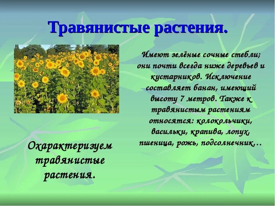 Травянистое растение окружающий мир. Рассказ о красоте растений. Рассказ о красоте растений родного края. Рассказ о красоте цветов. Рассказ о растениях родного края.