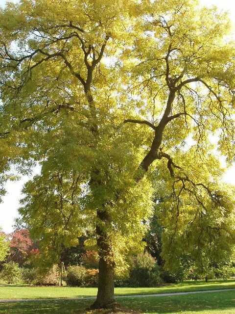 Trees few