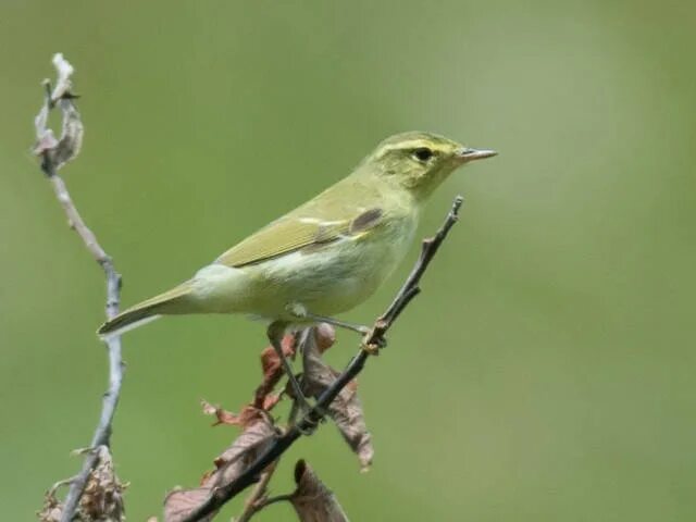 Пеночка-теньковка (Phylloscopus collybita). Птицы Сибири.