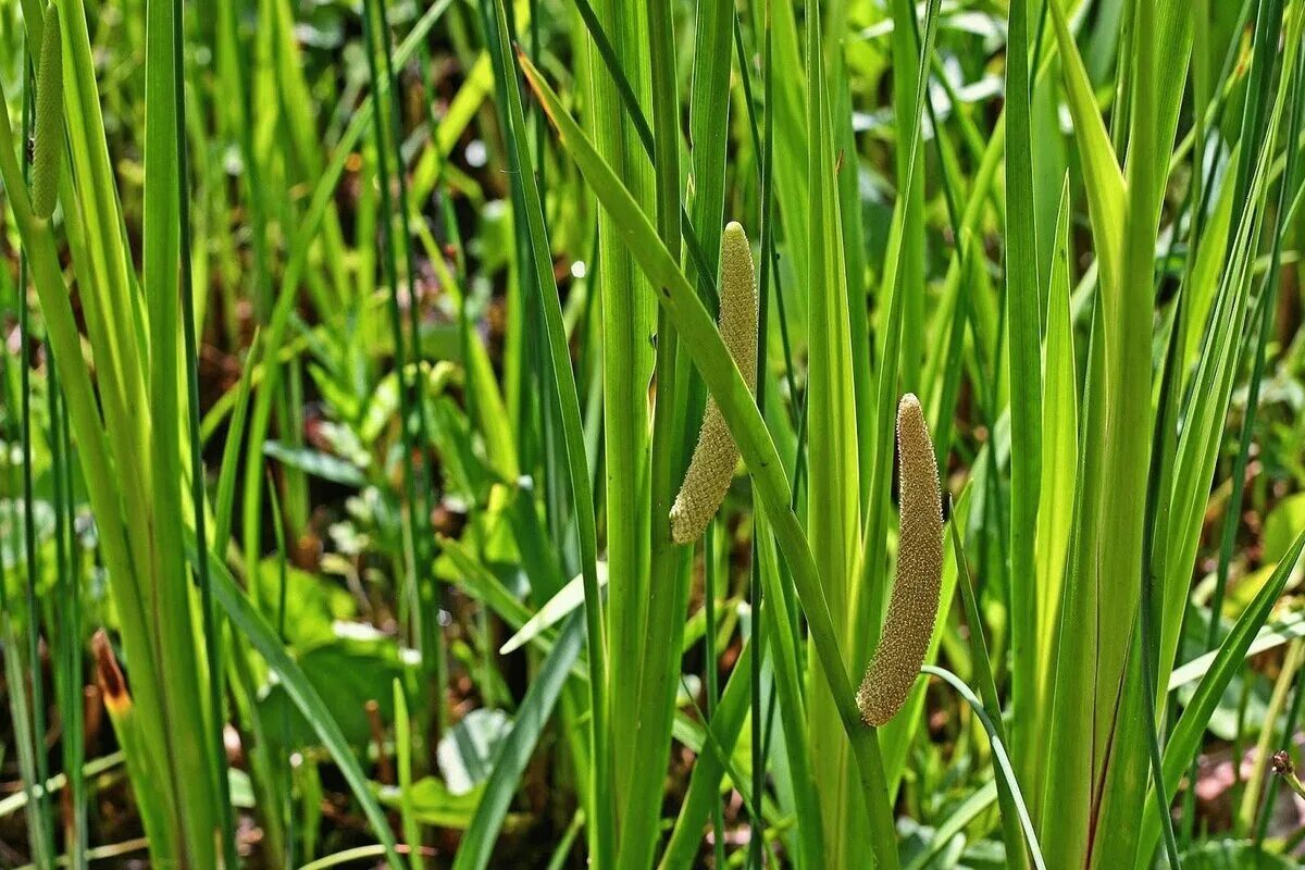 Аир болотный применение. АИР болотный (Acorus Calamus). АИР обыкновенный - Acorus Calamus. АИР обыкновенный корневища. АИР болотный Acorus Calamus сырье.