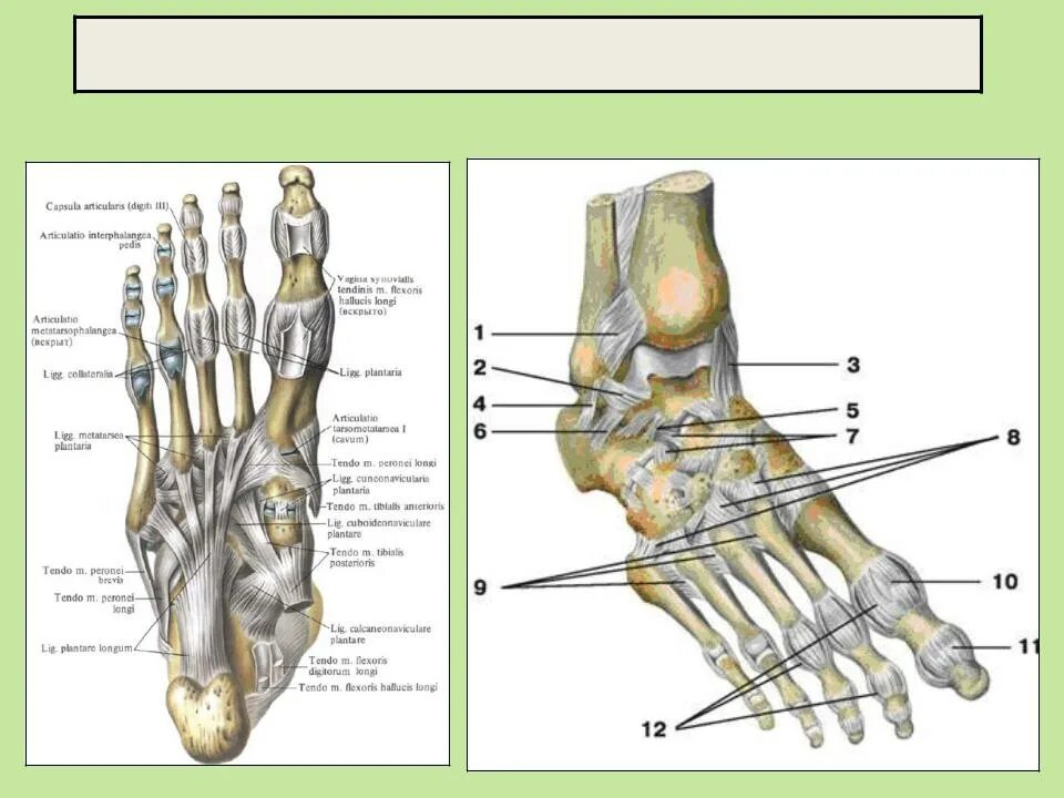 Строение стопы анатомия. Связки стопы анатомия. Стопа анатомия строение кости связки. Подошвенные связки предплюсны. Тыльные связки стопы анатомия.