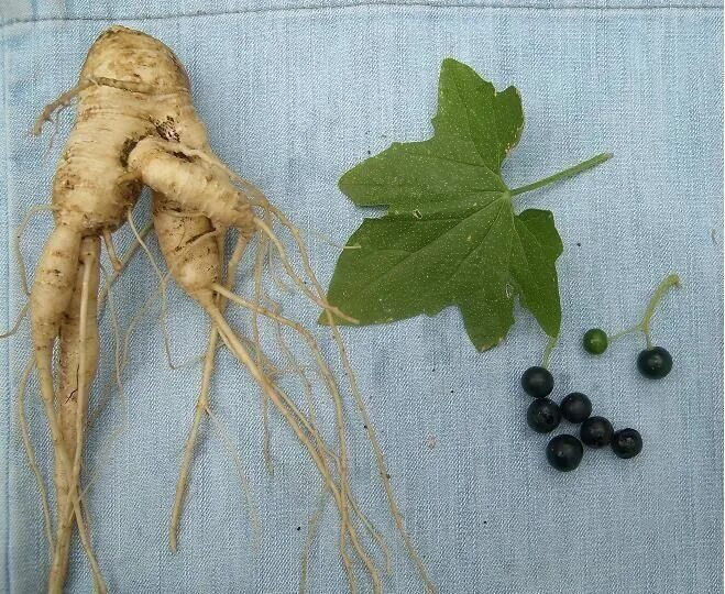 женьшень panax. лапчатка белая корень. лапчатка белая корень. корень бел. лапчатка белая пятипал.