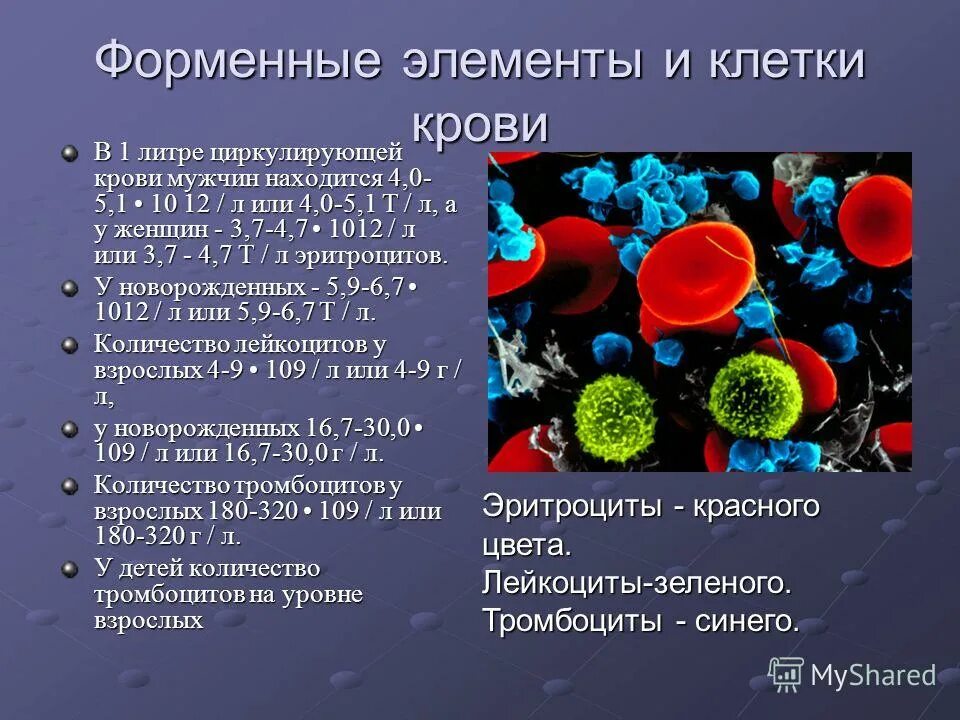 Перечислите элементы крови. Клеточные элементы крови. Форменные элементы крови. Форменные элементы клетки крови. Количество форменных элементов крови.