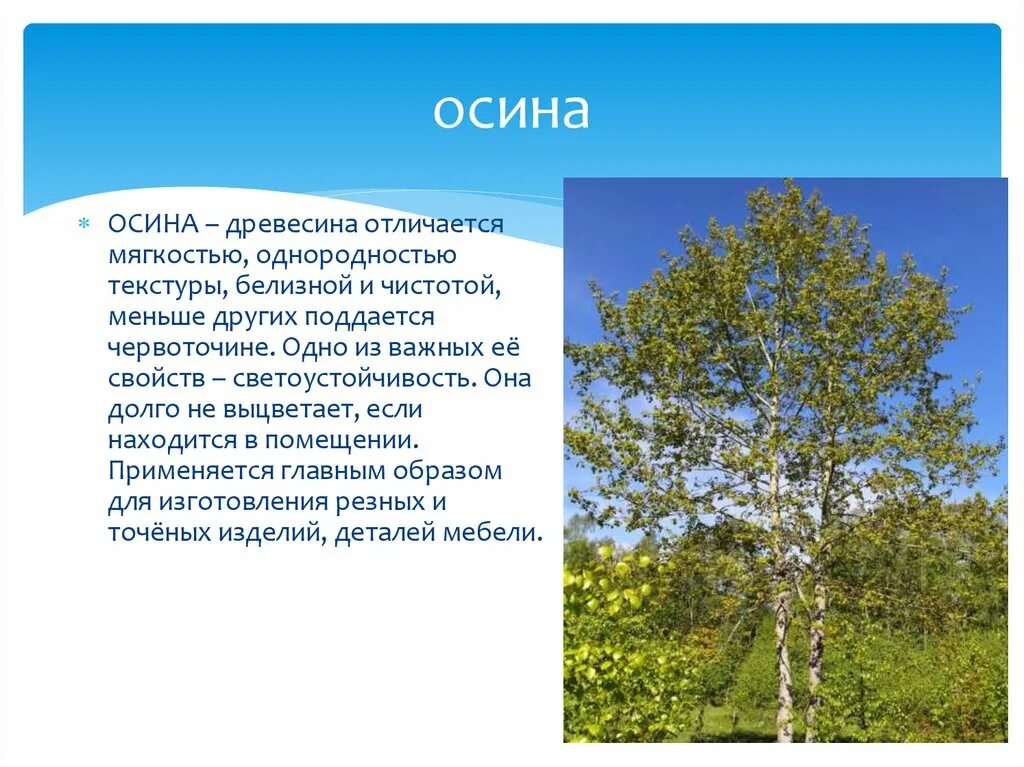 Качество осины