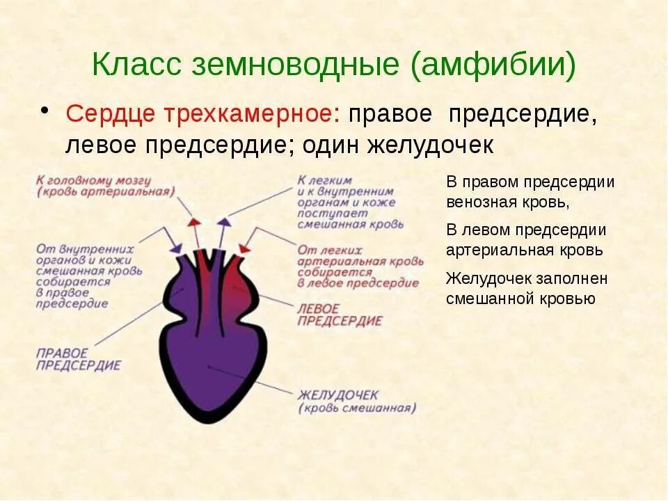 Строение сердца земноводных. Сердце земноводных схема. Строение сердца лягушки 7 класс биология. Строение сердца земноводного. Четырехкамерное сердце наличие диафрагмы