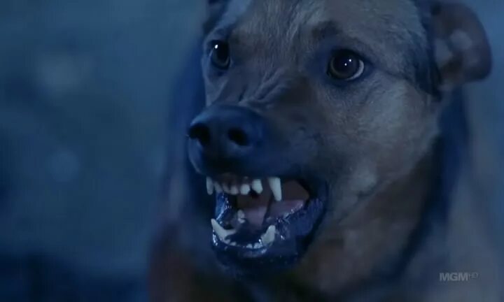 ужасы про собак