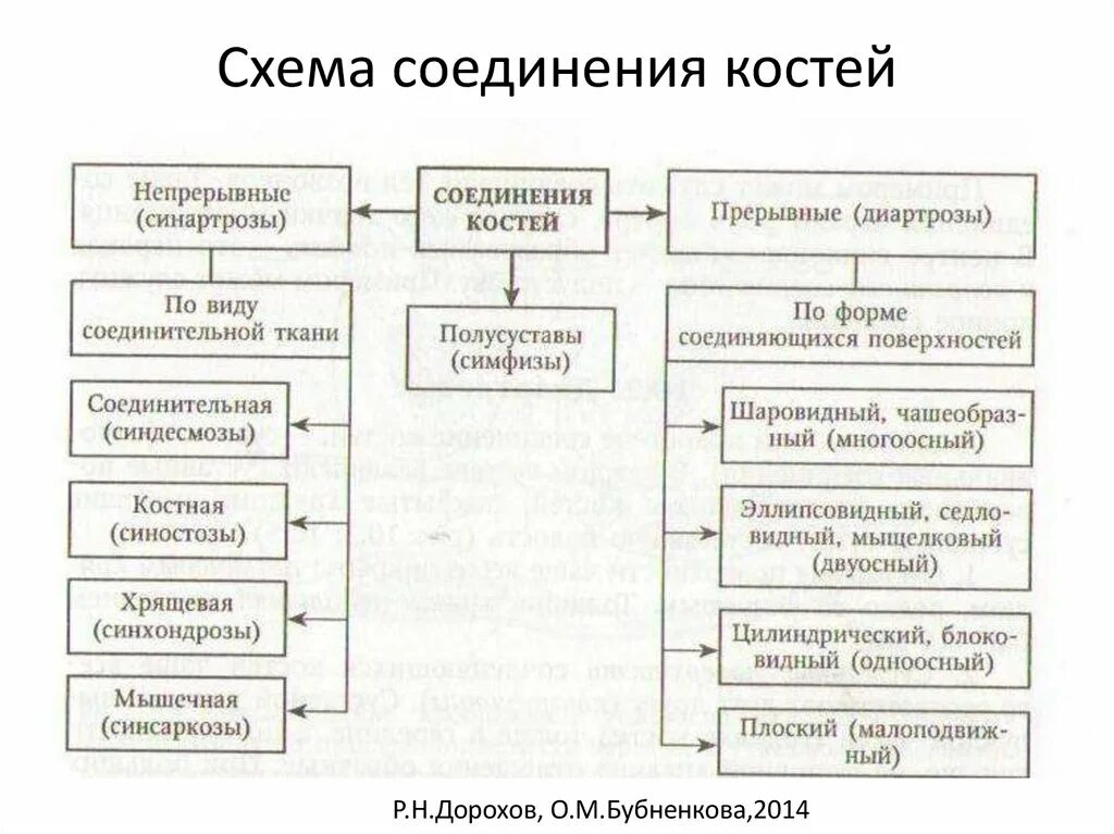 Классификация соединений костей анатомия. Соединение костей классификация соединений костей. Типы соединения костей (классификация, примеры).. Типы соединения костей схема.