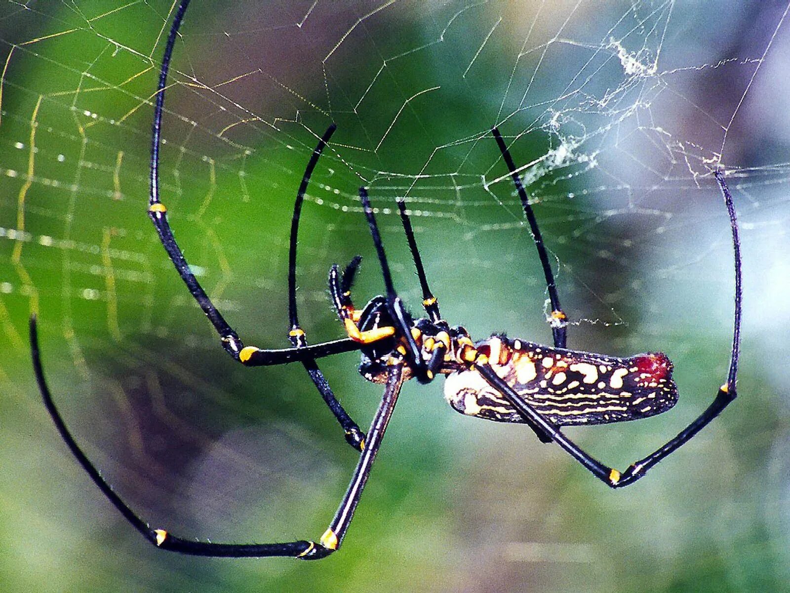 Паук золотопряд. Золотой шелкопряд паук. Золотистый паук (Nephila pilipes). Nephila maculata паук. Про паукообразное