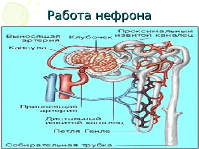 Как устроен нефрон. Нефрон схема 8 класс. строение нефрона биология 8. схема строения нефрона. выделительная система человека нефрон 8 класс биология.