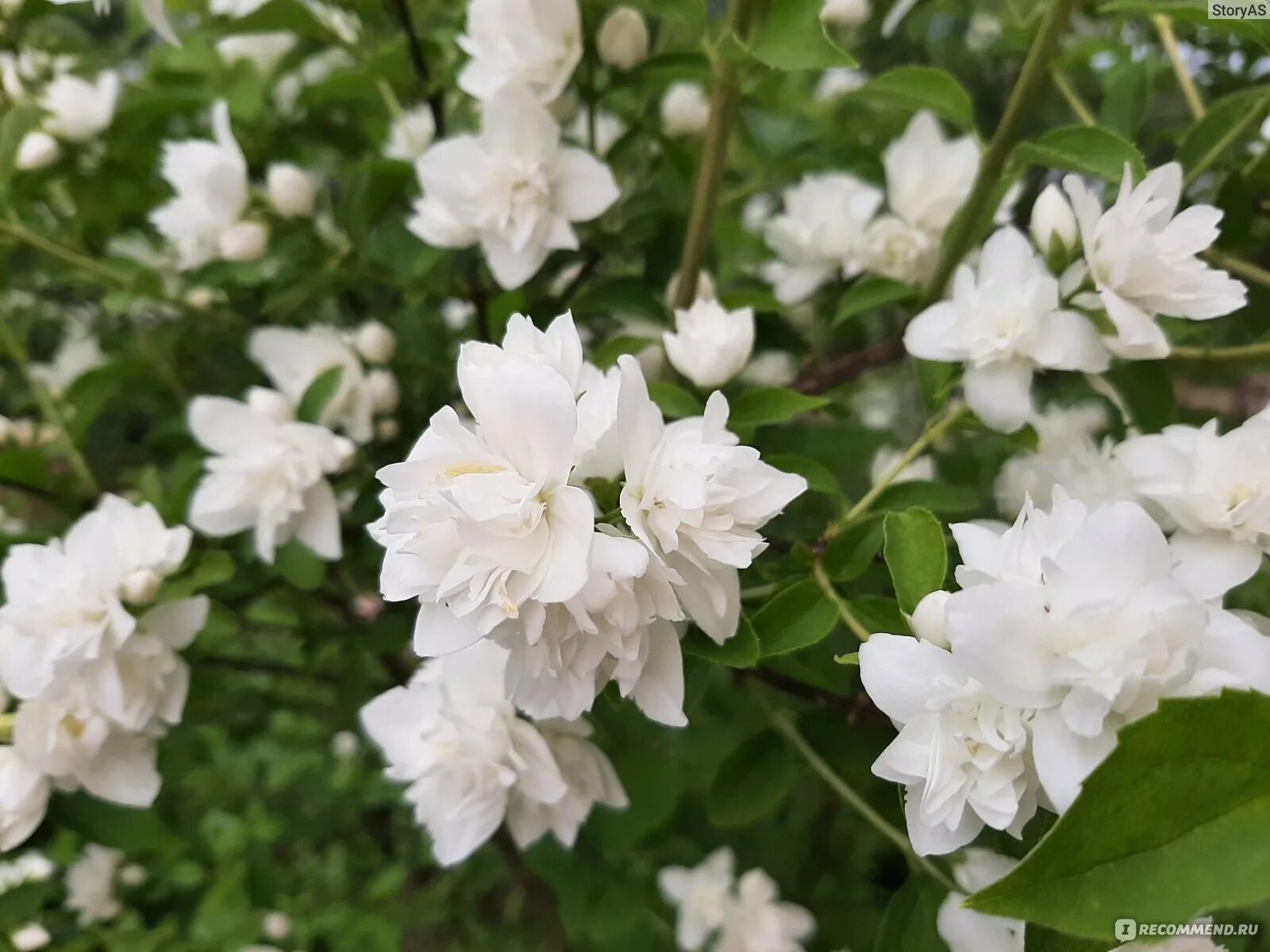 Чубушник шренка. Чубушник арктика. Чубушник венечный снежная лавина. Чубушник philadelphus. Чубушник 'virginal'.
