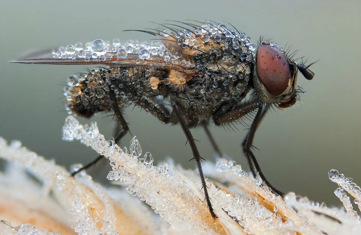 Зимой дома появилась муха. Вольфартова Муха. Вольфартова Муха (Wohlfahrtia magnifica). Зимние мухи. Муха зимой.
