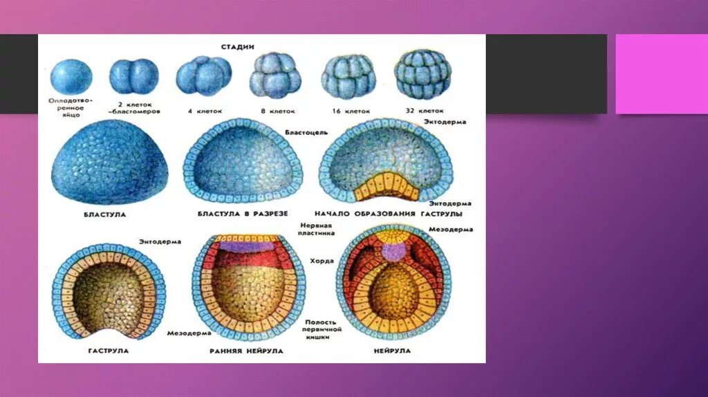 Эмбриогенез гаструла бластула. Этапы онтогенеза бластула гаструла нейрула. Зигота бластула гаструла нейрула. Этапы эмбриогенеза бластула.