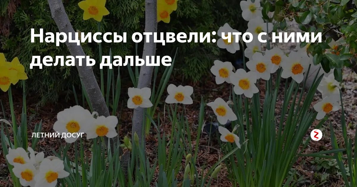 Нарциссы отцвели. Нарциссы когда отцветают. Что делать с отцветшими нарциссами. Что делать когда отцвели нарциссы.