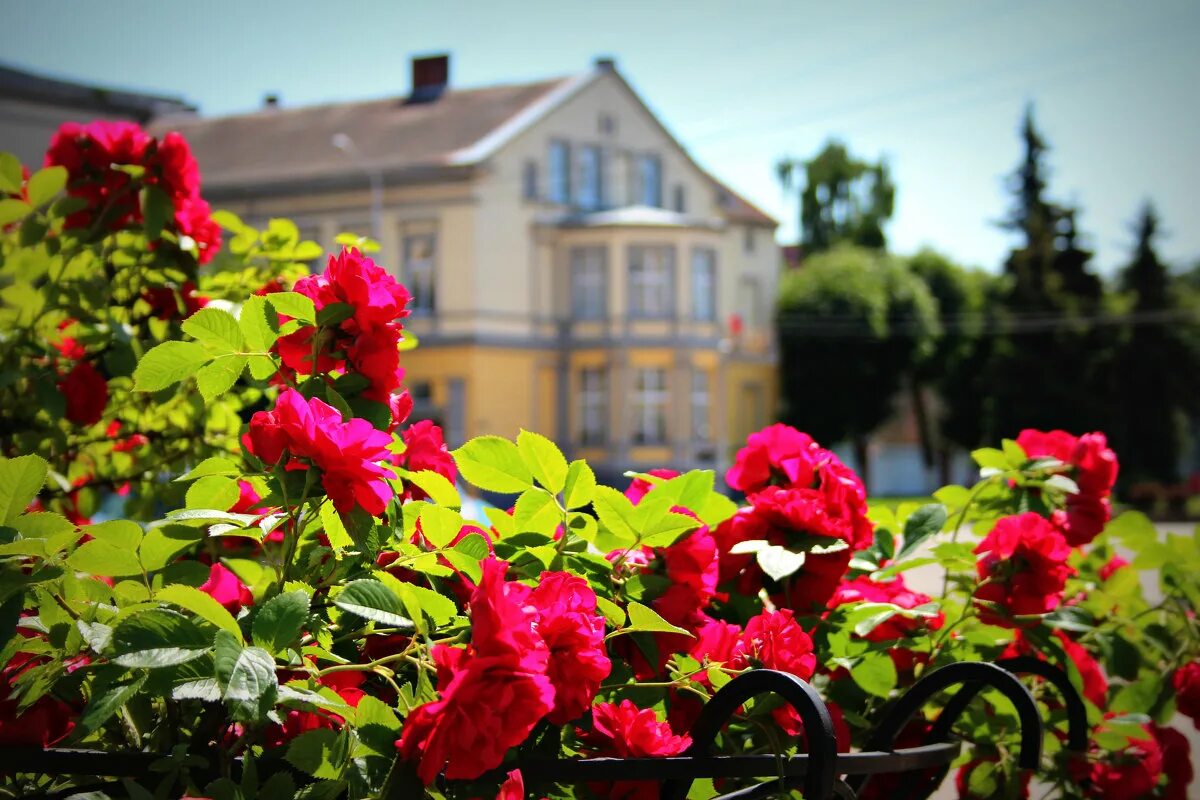 Green buket вывеска. вилла франка советск. администрация советска калининградской области. букет панорама. советск калининградской области площадь.