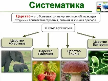 Описание 5 класс биология конспект