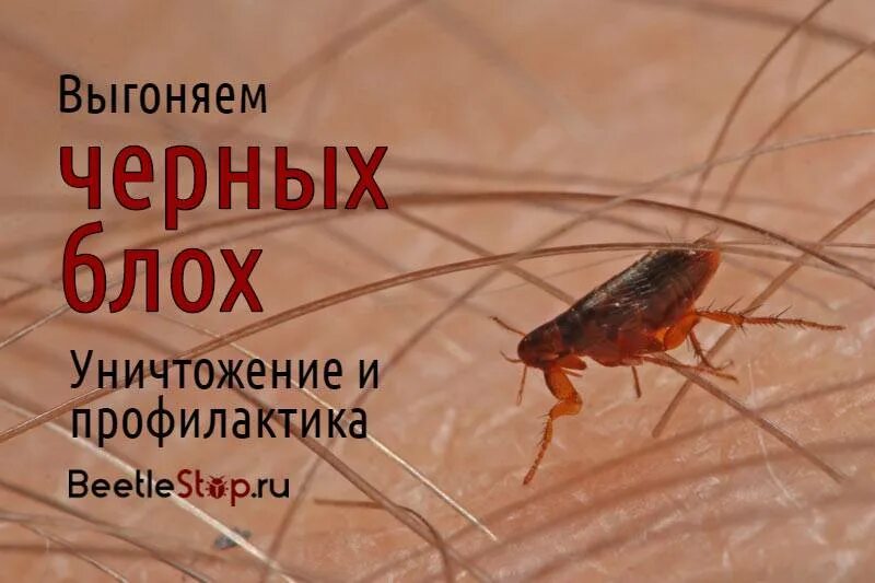 Эфирное масло от блох в квартире. Как вывести блох в квартире. Народные средства от блох в доме. Блоха в обмороке. Средство от клопов и блох в квартире.