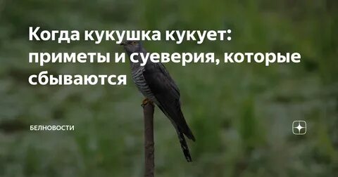 Кукушка кукует мое сердце волнует
