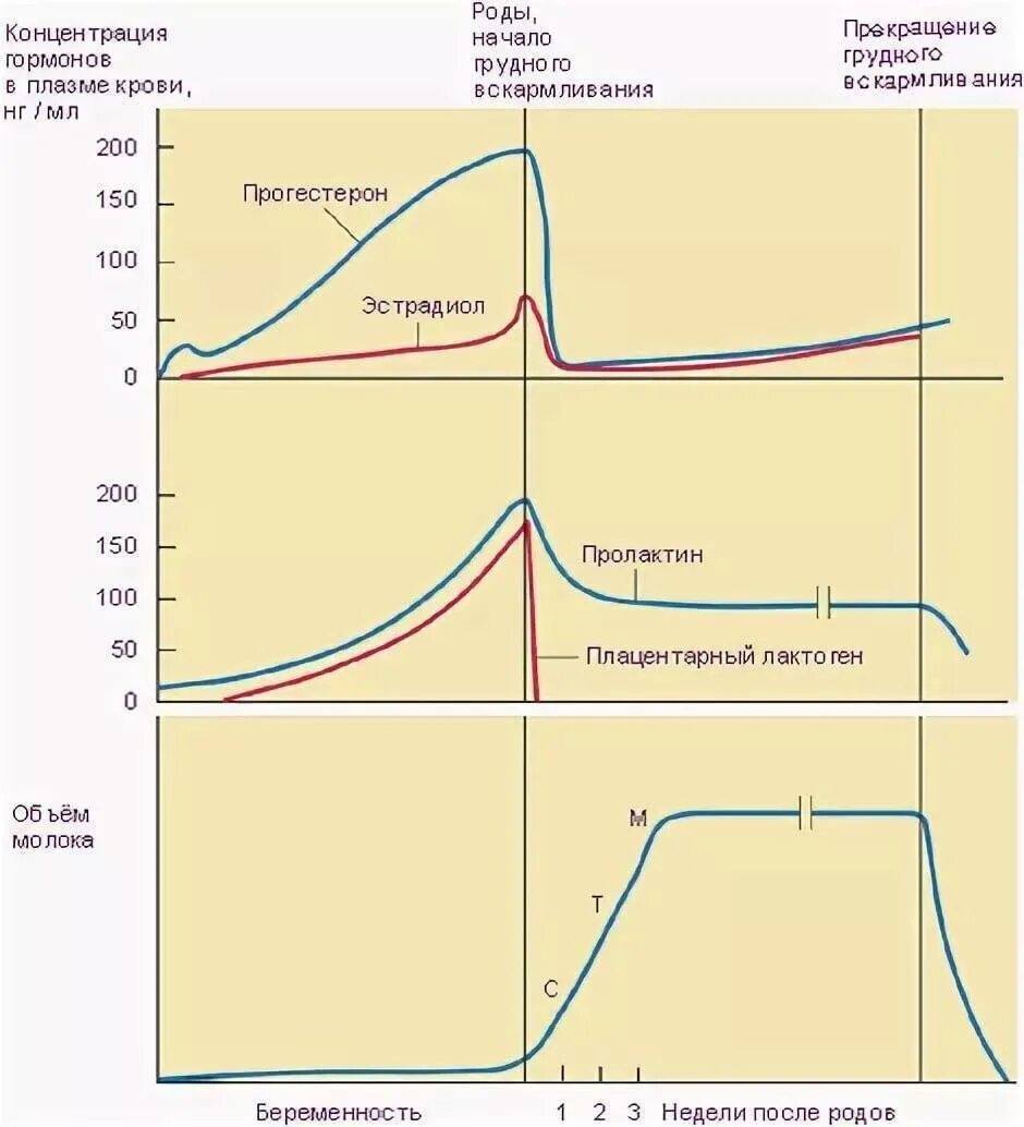 Через сколько восстанавливается цикл. График изменений гормонов в беременность. Изменение гормонов при беременности. Уровень половых гормонов при беременности. Гормоны график изменения.