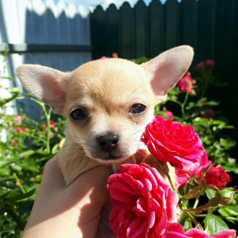 Чихуахуа щенки 2-3 месяца. Чихуахуа длинношерстные щеночки. Чихуахуа два месяца. Щенок чихуахуа длинношерстный 2 месяца. Чихуа 2 месяца.