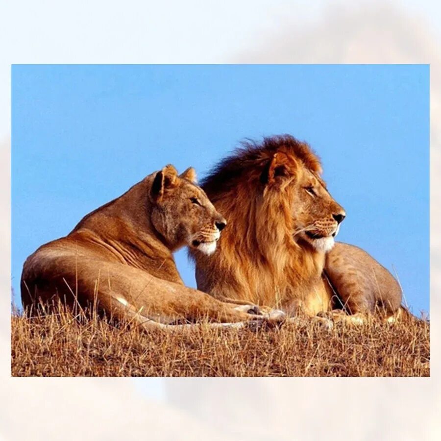 Лев должен быть. Лев цитаты. Лев обои. Мужчина должен быть львом. Лев должен быть.