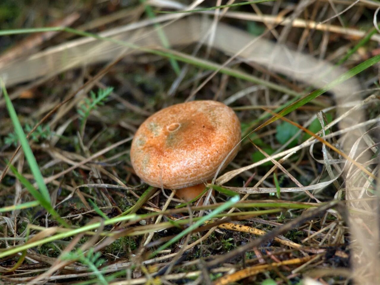 Рыжик Сосновый/Боровой (Lactarius deliciosus);. Гриб Рыжик Боровой. Рыжик серушка. Грибы рыжики маслята.