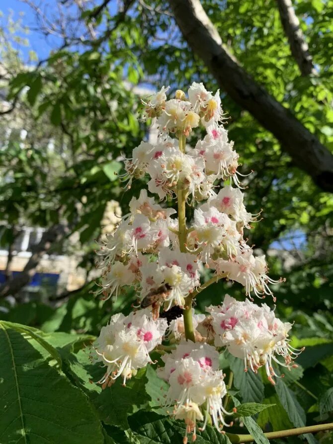 Багульник сибирский. В каком возрасте зацветает. Багульник. Схема подкормки клубники в открытом грунте. В каком возрасте зацветает.