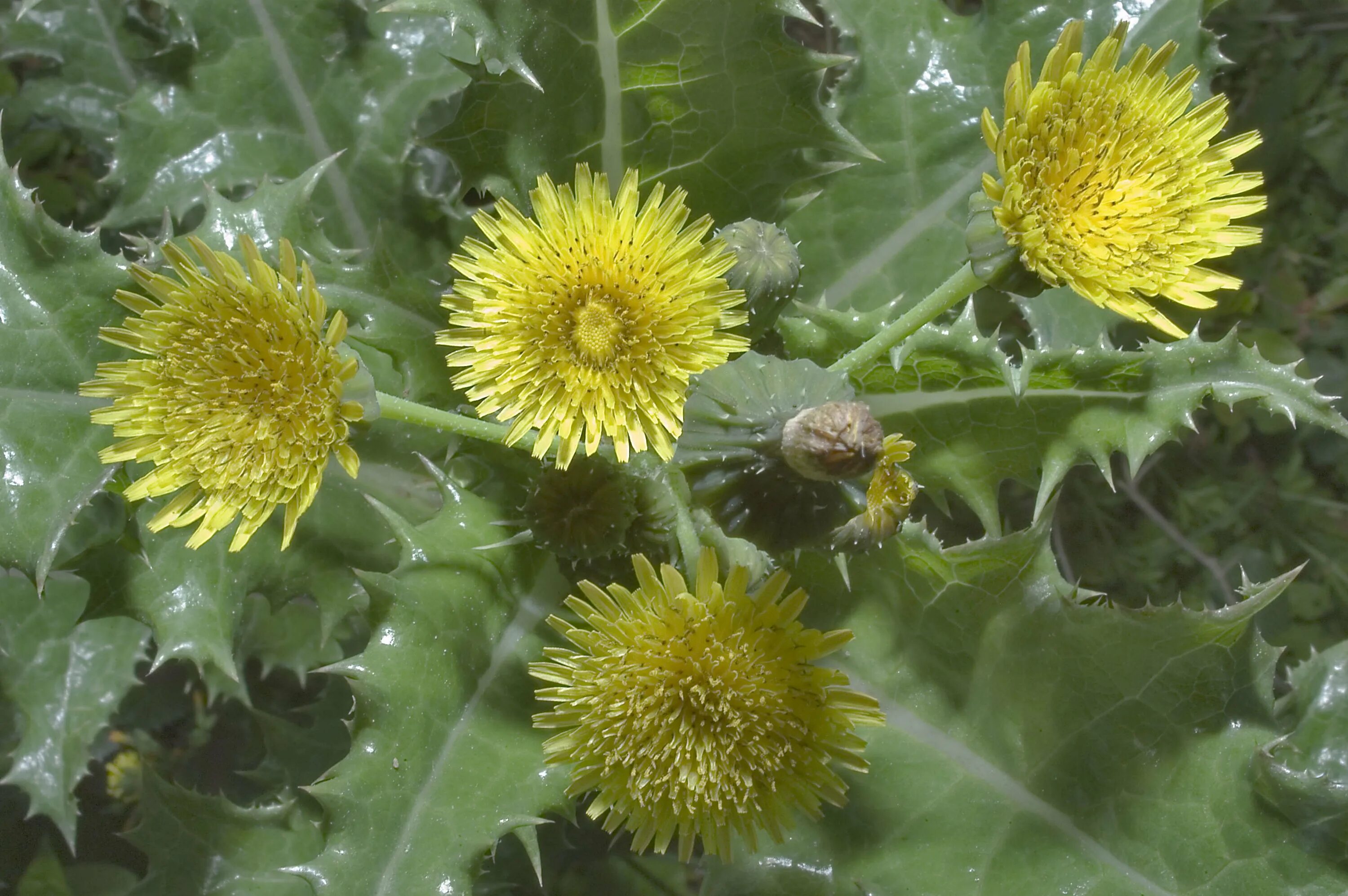 Осот полевой сорняк. Осот полевой (Sonchus arvensis),. Бодяк полевой (осот). Осот огородный (Sonchus oleraceus). Sonchus arvensis осот желтый.